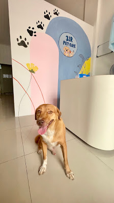 3JR Pet Care Praktek Dokter Hewan & Petshop