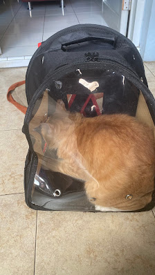 AA PET CARE