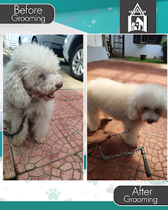 AA Pet Home Service Salon Hewan