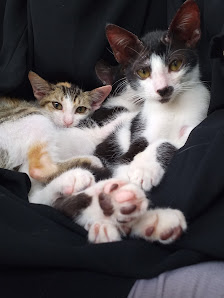 Agung Petshop dan Jasa Grooming Kucing Panggilan