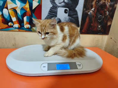AHA Pets Grooming & Care