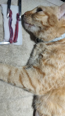 AIO Pet Care - Dokter Hewan Surabaya