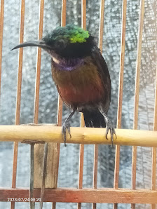 Aki Rumah Penitipan Burung Kicau (RPBK)