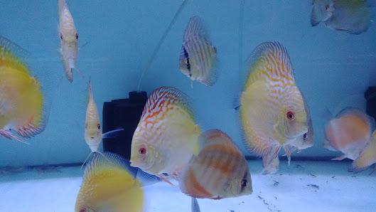 Angga Aquarium