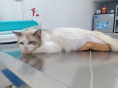 animal care vet dan petshop