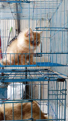 Animal Pet's kucing ras