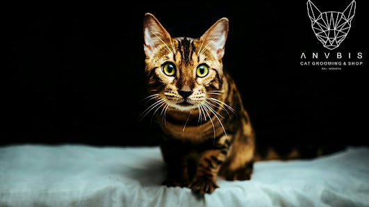 Anubis Cat Bali
