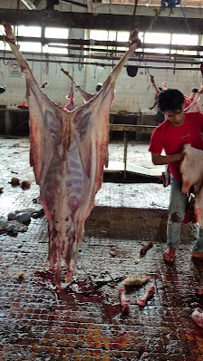 Aqiqah Jabodetabek, Supplier kambing Jabodetabek, Grosir Kambing Jakarta (SEKAR FARM)