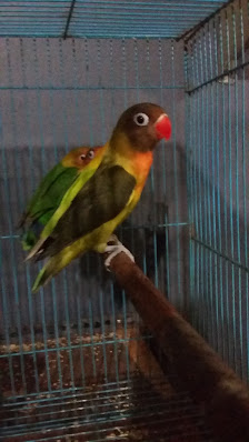 Arvi Bird Shop