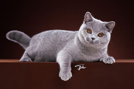 ASCENDIO CATTERY