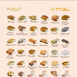 Barley Bakery & Cake Tanjung Duren | Toko Kue Jakarta Barat