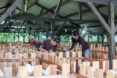BENS FARM (Peternakan Domba, Jasa Aqiqah, Supplier domba, Hewan Qurban)