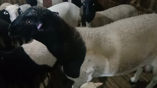 Berkah kambing