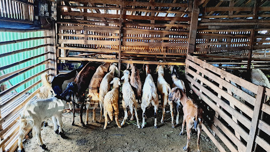 BILIKKAMBING