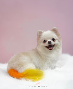 Bloomingtails (Bathtime Story Pet Grooming)