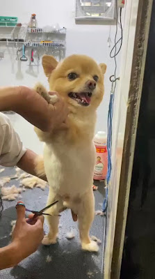 Bobon Petshop, Grooming and Vet