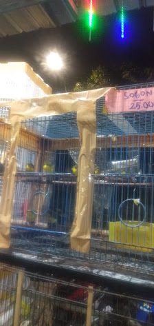 Boty Bird