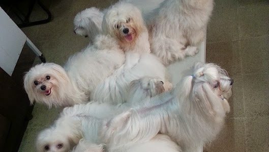 BRUMA Kennel - Jakarta
