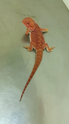 Bulubulu Animal Clinic