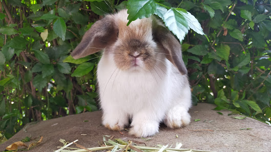 Bunnyland petshop