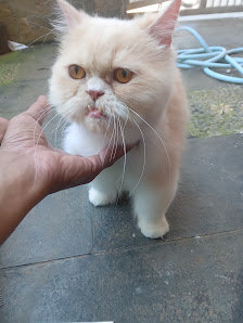 Can can pet home service