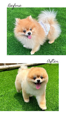 CARISSA PET CAR, HOTEL & GROOMING