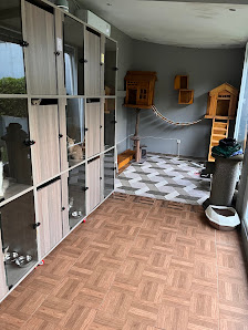 Cat Hotel by RR
