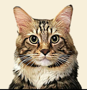 CATLOV CATCARE / Vet