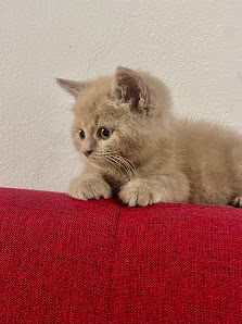 Catlovers Persiashop