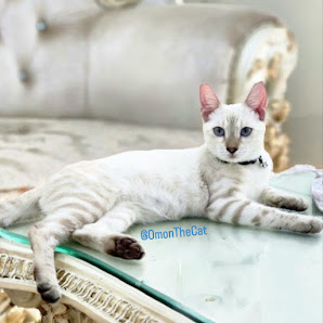 Cempaka Exotic Pets