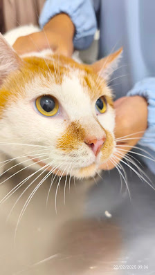 Ceria Pet House (Dokter Hewan Bandung)