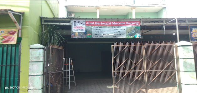 D@ff Kicau Collection