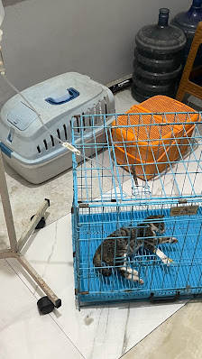 DAMAI Pet Care