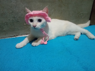 DD CatHouse