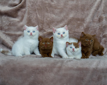 DEICON CATTERY