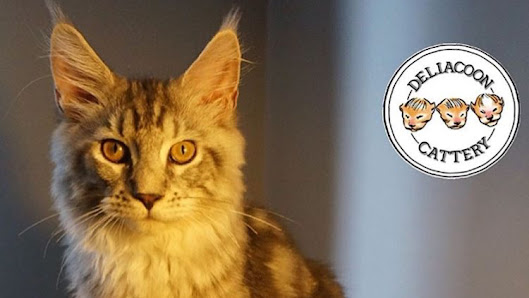 Deliacoon Cattery