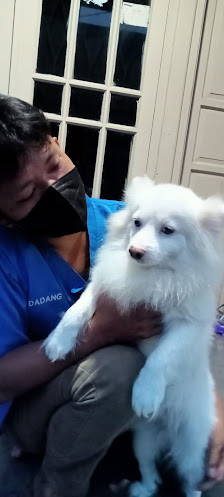 DM PETSHOP GROOMING& STYLING