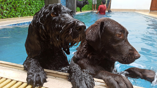 DOG Daycare Jakarta