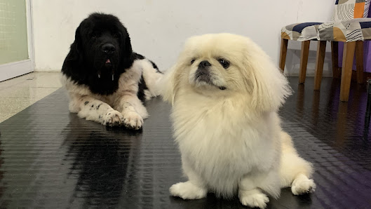 Dog Talent Academy