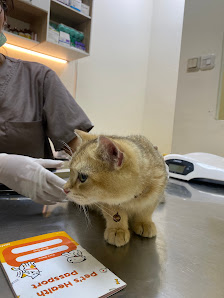 Dokter Hewan City Pet Care