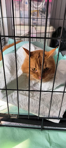Dokter hewan DocMar Petcare