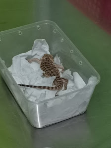 Dokter Hewan Exotic | Eksotik | Kucing | Anjing |Drh.Hoky
