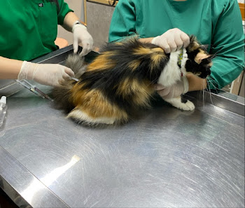 Dokter Hewan : Kembangan Vet