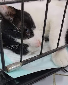 Dokter Hewan Praktek Jakarta Utara, Dokter Hewan Terdekat Jakarta Utara, Pet House Jakarta