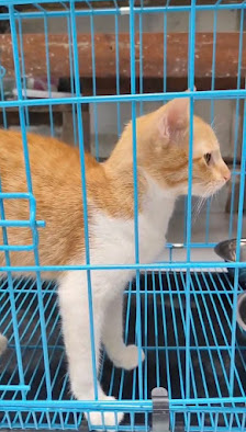 Dokter Hewan Praktik Mandiri Laurensius
