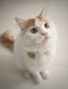 DOKTER HEWAN TAN SIU ING