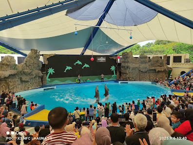 Dolphin show