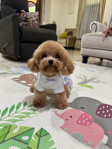 Doripetgrooming house call service