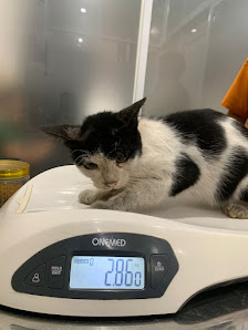 ERICA PETS CARE (DOKTER HEWAN + GROOMING)