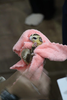 Erity Animal Care Service